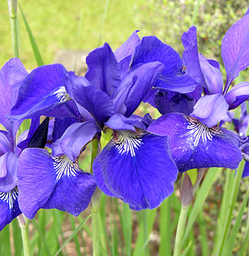 Growing Spectrum - Wholesale Plant Nursery, Hamilton NZ